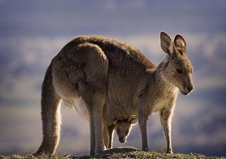 Опис тваринного англійською мовою – необхідні слова і вирази з прикладами
