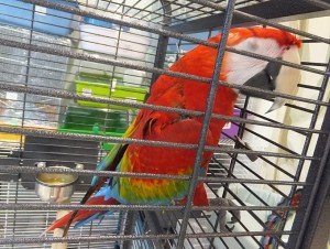 Сонник великий красивий мовець Папуга Ара бачити уві сні до чого сниться Сонник великий красивий мовець Папуга Ара бачити уві сні до чого сниться