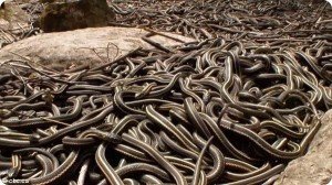 Сонник Яма в землі: вигрібна глибока з водою бачити уві сні до чого сниться?