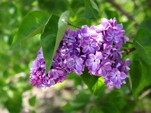 Сонник Сирень до чого сниться Бузок квітуча: бузкова або біла в букеті бачити уві сні