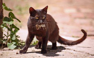 Сонник Кішка зловила Миша або ловить до чого сниться бачити уві сні