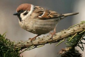 Сонник Воробей до чого сниться Горобець в руках залетів у вікно бачити уві сні