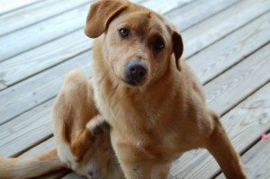 Сонник блохи бачити уві сні до чого сниться?