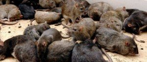 Сонник Щури в сні багато до чого сняться?