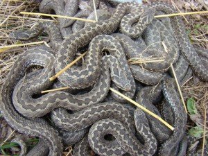 Сонник Змія в ліжку, ліжка до чого сниться бачити уві сні Сонник Змія в ліжку, ліжка до чого сниться бачити уві сні