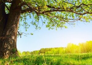 До чого сняться Похорон Живого близької Людини сонник бачити уві сні До чого сняться Похорон Живого близької Людини сонник бачити уві сні