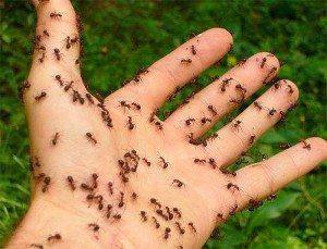 Сонник мурахи до чого сняться мурахи бачити уві сні