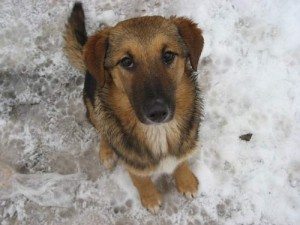 Сонник яка Собака кусає за руку, ногу до чого бачити уві сні