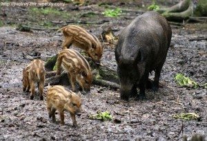 Сонник до чого сниться Кабан дикий Кабан нападає: чорний маленький бачити уві сні