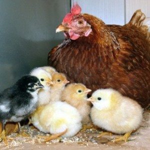 Сонник Курчата до чого сняться Курчата жінці бачити в сні що це означає