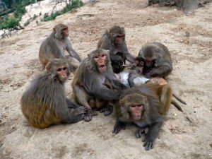 Сонник мавпа до чого сниться мавпа бачити уві сні