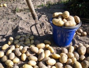Сонник Копати Картоплю: велику, велику бачити уві сні до чого сниться?