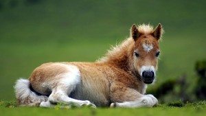 Сонник Лоша до чого сниться Лоша жінці: коричневий, білий, чорний бачити уві сні