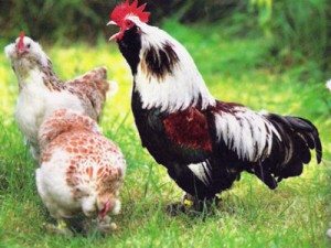 Сонник Півень до чого сниться Півень жінці: чорний, білий, гарний, мертвий бачити уві сні