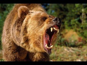 Сонник Ведмідь женеться за мною тікати від ведмедя уві сні до чого сниться?