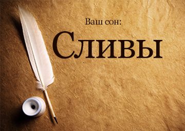 Сонник Сливи до чого сняться сині Сливи стиглі на дереві: їсти, рвати, збирати бачити уві сні