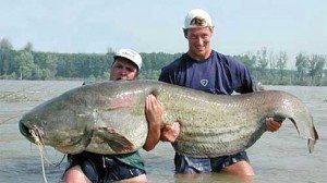 Сонник Велика Риба до чого сниться Велика, велика, величезна Риба в руках бачити уві сні