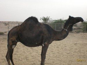 Сонник Верблюд до чого сниться Верблюд: білий, чорний значення для жінки бачити у сні