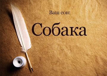 Сонник собака, до чого сниться Собака і що це означає по Міллеру, Фрейдом, Вангу бачити уві сні