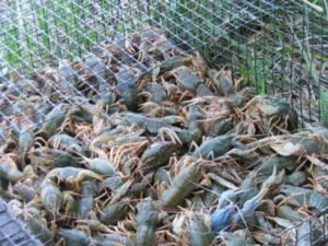 Сонник Раки Ловити живі у воді бачити уві сні до чого сниться?