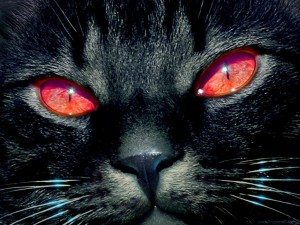 Сонник Чорний кошеня до чого сниться Чорний маленький Кошеня: дівчині, жінці багато бачити уві сні