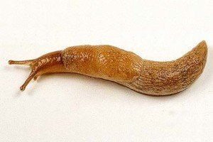 Сонник Равлики до чого сняться Равлики багато великих жінці бачити уві сні Сонник Равлики до чого сняться Равлики багато великих жінці бачити уві сні