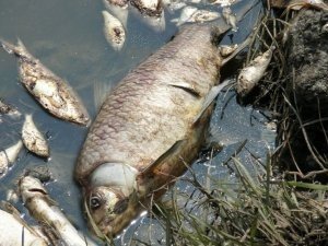 Сонник Дохла Риба бачити уві сні до чого сниться?
