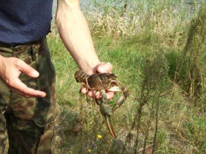Сонник Варені Раки жінці бачити уві сні до чого сняться?