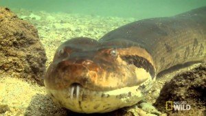 Сонник Анаконда до чого сниться Анаконда велика величезна жінці бачити уві сні Сонник Анаконда до чого сниться Анаконда велика величезна жінці бачити уві сні