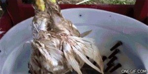 Сонник Курка до чого сниться Курка жінці бачити уві сні