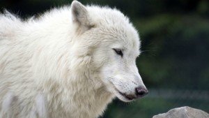 Сонник Білий Вовк добрий бачити уві сні жінці дівчині до чого сниться?