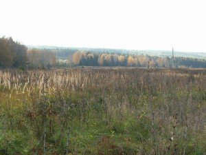 Сонник Поле зоране зелене кукурудзяна або повне квітів бачити уві сні до чого сниться?