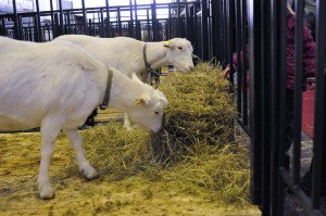 Сонник Вівці до чого сниться Коза біла, чорна, стадо бачити уві сні