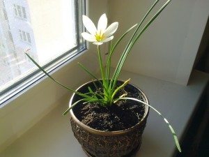 Сонник Білі квіти до чого сняться Білі квіти: в букеті, горщиках багато: дарувати, бачити уві сні