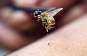 Сонник оси до чого сняться оси бачити уві сні