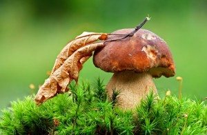 Сонник багато грибів, до чого сниться багато грибів, зібраних в лісі бачити уві сні
