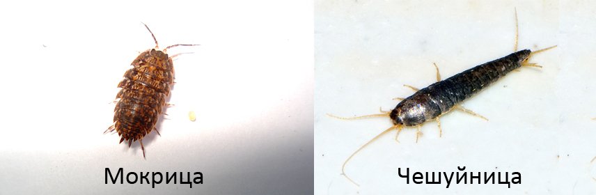 Боремося з мокрицами у ванній