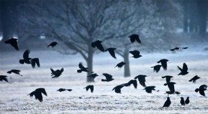 Сонник ворона чорна до чого сниться ворона чорна бачити уві сні