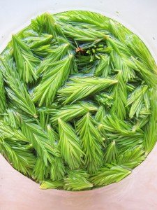 Ванни з хвої: лікувальний і косметичний ефект