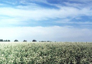 Сонник Гречка варена крупа жінці бачити уві сні до чого сниться