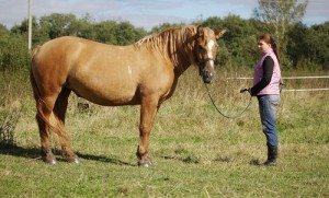 Сонник Кінь Коричнева до чого сниться Кінь Коричнева дівчині, жінці: їхати, скакати, бачити уві сні