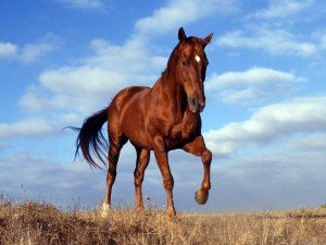 Сонник Кінь Дівчині бачити уві сні вагітної до чого сниться?