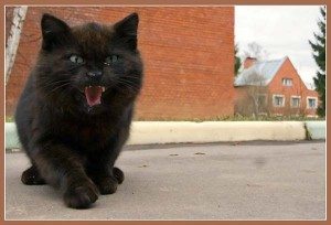 Сонник Чорний кошеня до чого сниться Чорний маленький Кошеня: дівчині, жінці багато бачити уві сні