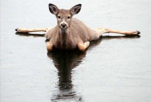 Сонник Лід до чого сниться Лід на річці, озері тане бачити уві сні