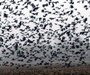 Сонник ворона до чого сниться ворона бачити уві сні