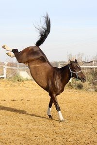 Сонник Скакати на Коні верхи уві сні до чого сниться Сонник Скакати на Коні верхи уві сні до чого сниться