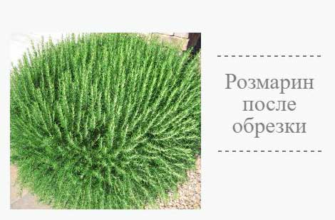 Вирощування розмарину з насіння і живців