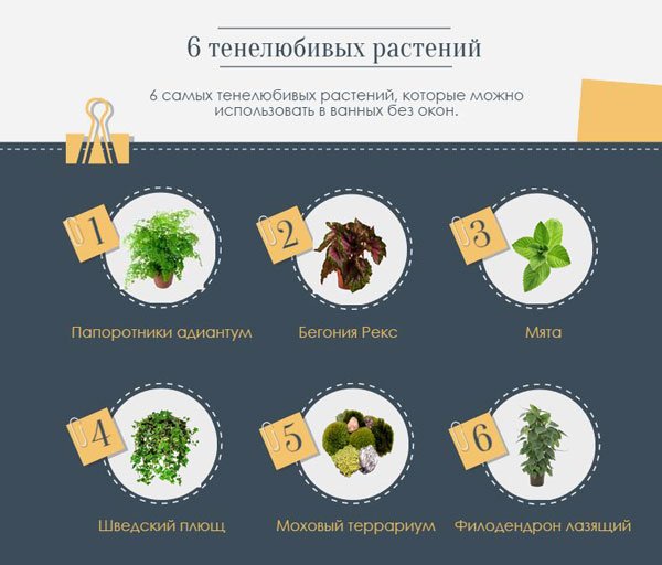 10 кращих рослин для ванної кімнати