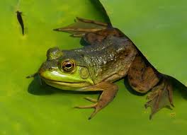 Сонник жаби до чого сняться жаби бачити уві сні