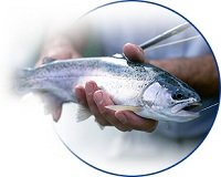 Сонник Морожена риба бачити уві сні до чого сниться?